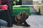 Tips for Choosing Pet-Friendly Patio Furniture