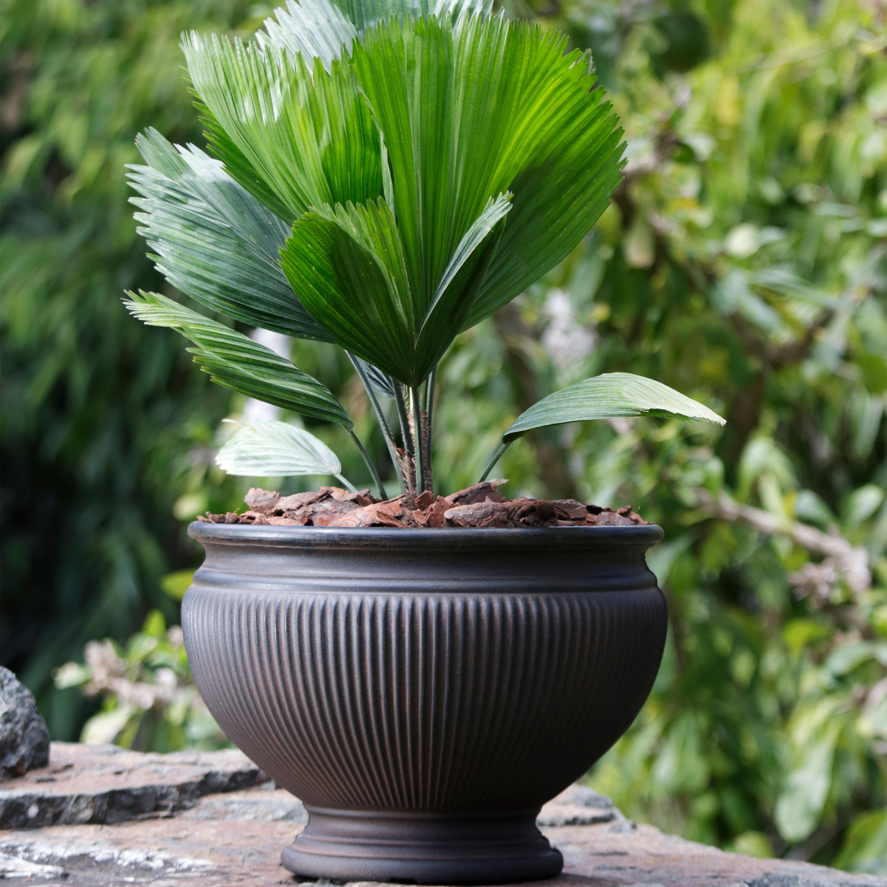 16 indoor plant pot Sunnydaze Elizabeth Ribbed Urn Indoor/Outdoor Planter Pot, 16-Inch Diameter – Serenity Health & Home Decor