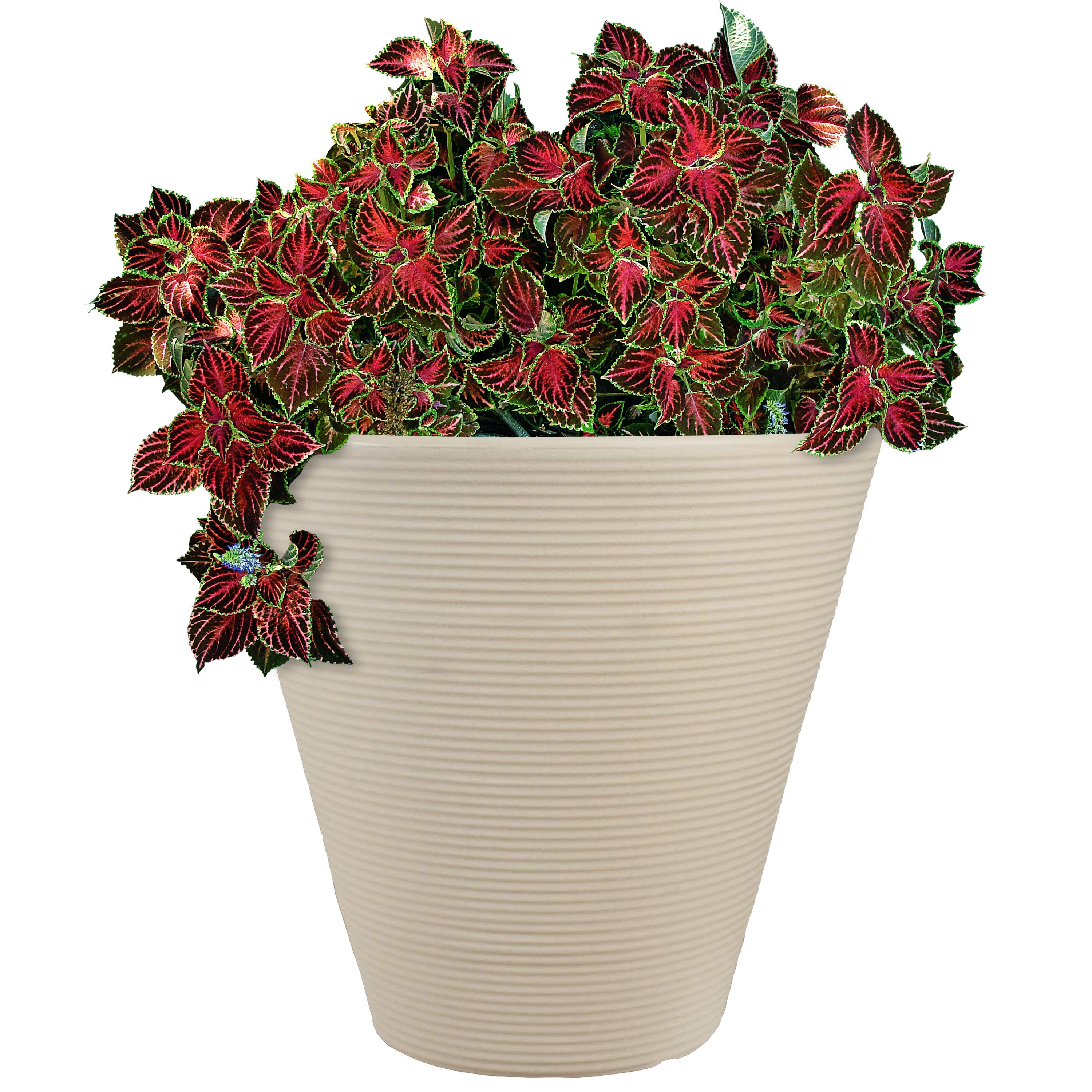 16 diameter plant pot Sunnydaze Walter Ribbed Cone Indoor/Outdoor Planter Pot, Antique White Finish, 16-Inch Diameter